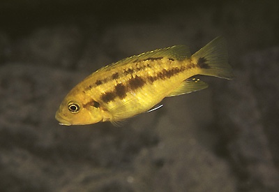 Petrotilapia chrysos 'Meponda'